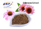 Echinacea Purpurea Extract Polyphenol 4% ফুড গ্রেড