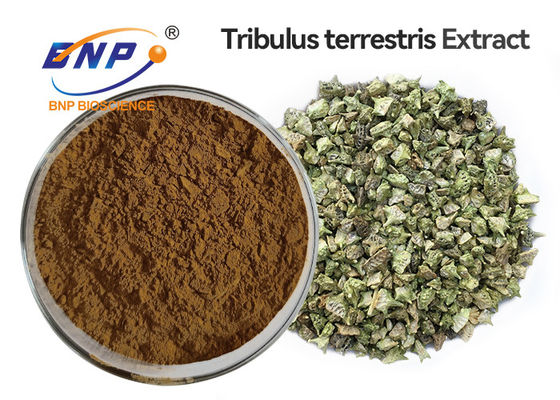 95% Tribulus Saponins Tribulus Terrestris Extract পাউডার